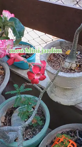 #orquideas #flores 