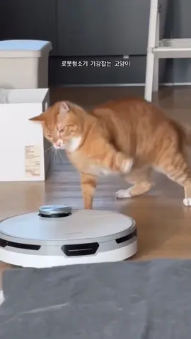 when cats get angry 🤣😾 #cat #cute #catvideo #cutcat #funny #pet #funnyvideo #kitty #foryou  #keşfetbeniöneçıkar 