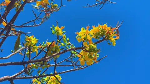 Nghe nhạc lại nôn nao quá 🥰🎉🧧 #foryou #tet #tet2025 #happynewyear #chucmungnammoi #xuan #xuan2025 