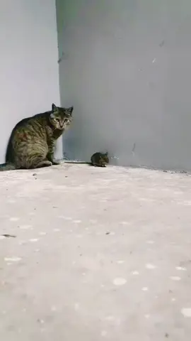 #funnycat #catandrat 