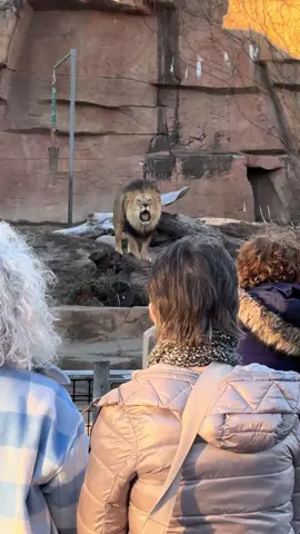 Beautiful moment at Brookfield Zoo on Sunday #fy #fyp #explore #zoo #brookfieldzoo #lion #lionroar #viral #reels #animals #animalsoftiktok #amazinganimals 