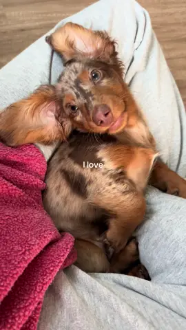 A dachshunds love can cure anything 🤍 #dachshund #dachshundsoftiktok #sausagedog #weenidog #wienerdog #minidachshund #minisachsundpuppy #puppy #puppylife #ilove 
