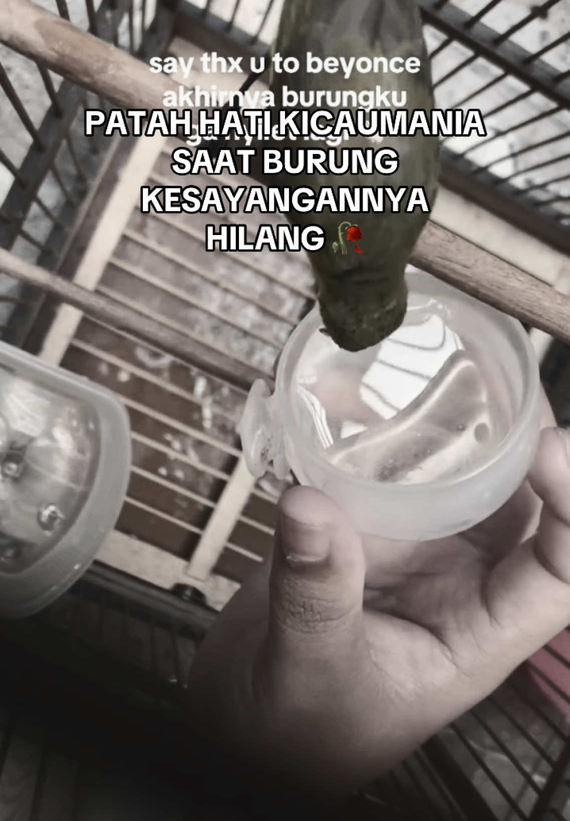😭💔🥀 #SOGON #SOGONHILANG #KICAUMANIA #fyp 