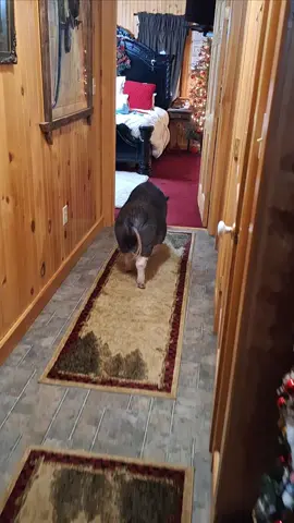 Boy he excited he got mail#Love#fyp #fypシ #foryoupage #fun #story #storytime #kindness #movement #gift #happy #happyathome #christmas #holiday #pet #life#routine #tiktokindia #fypシ゚viral #viral?videotiktok😇😇 #cards #lovely #loveyou #loveyourself #lovestory 