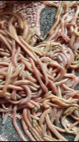 #cacinglaut #umpangacor #umpanmancing #umpanalam #mancingmania #mancingmaniamantap #galatamalele #fyp #fy #fyppppppppppppppppppppppp 