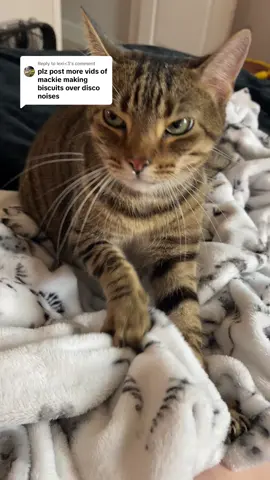 Replying to @lexi<3 Mackie got moves🕺🪩 #fyp #fypシ #catsoftiktok #cats #forupage #fypviral #funny #disco 