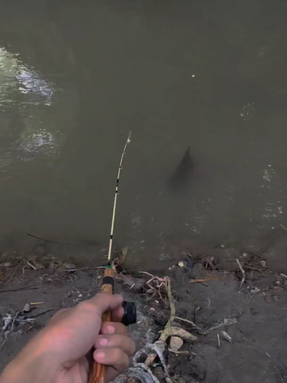 🥵🤙🏻 #wildfishing #microfishing #mancingmania #mancingwader #jorancustom 