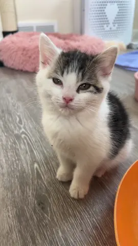 Mister mind your manners over here. Oakley & Juniper are so different from the oranges. #kitten #kittensoftiktok #catsoftiktok #cat #foster #adoptdontshop #fosteringsaveslives #catrescue #spayandneuter #kittens #cats  #cute #funny 