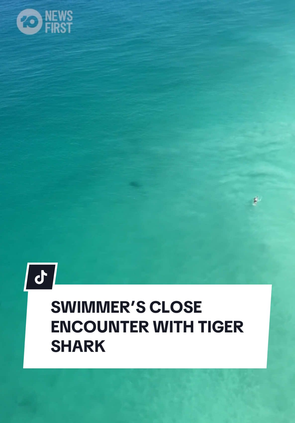 A swimmer has had a close encounter with a tiger shark off the coast of a popular Western Australian beach on Wednesday morning. Footage from Surf Life Saving WA captured the 3-metre shark circling just 20 metres from the shore at Brighton Beach in Scarborough around 9:30am. The crew sounded the siren to alert beachgoers, evacuating 280 people from the water and closing all surrounding areas. Thankfully, the unaware swimmer safely made it to shore unharmed. #10newsfirst #WA #westernaustralia #shark #Summer #sharkencounter #closeencounter 