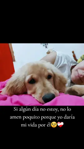 🥹🥹🥹🥹🥹❤️‍🩹❤️‍🩹❤️‍🩹❤️‍🩹 #paratiiiiiiiiiiiiiiiiiiiiiiiiiiiiiii #ypfッ #otto #goldenretriever #bebé 