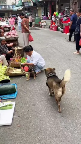 #dog #funnyvideo #fyp #foryoupage #foryou #xuhuong 
