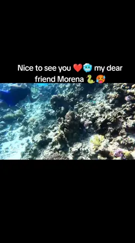 #CapCut  #🥶🥶  Nice _#to_  _#see_ _ #you ❤️🥶 .🐍🐍🥶my_#dear  #friend  _#morena_  🐍🥵