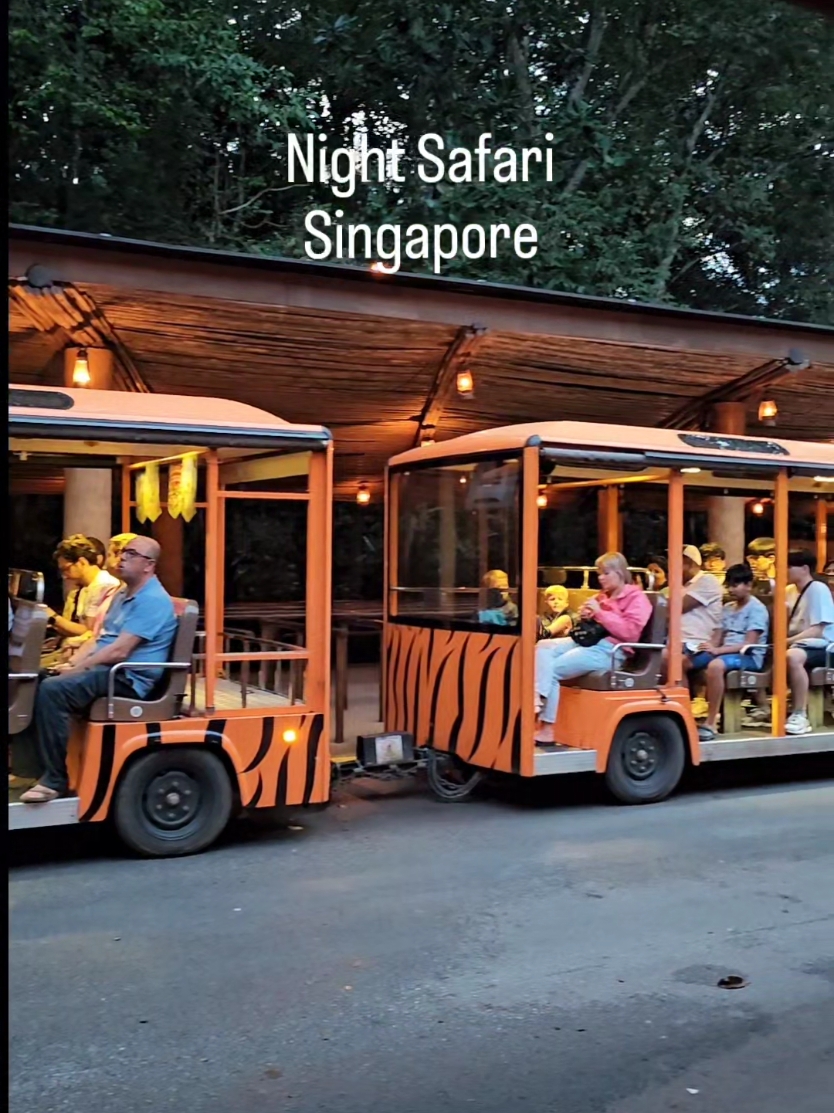 Night Safari,  Singapore 🦁🐒🦬 #singapore #nightsafari #safari #singaporezoo #zoo #show #travel #holiday #asia 