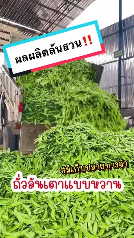 สายพันธุ์อร่อยขึ้นชื่อ กรอบหวานอร่อยไม่ขมไม่เหม็นเขียว #ถั่วลันเตาแบนหวาน #เมล็ดพันธุ์ผักชาวสวน #เมล็ดพันธุ์แท้ 