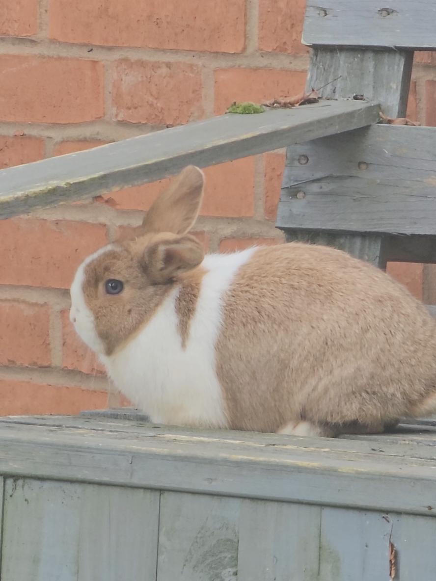 #bunny 