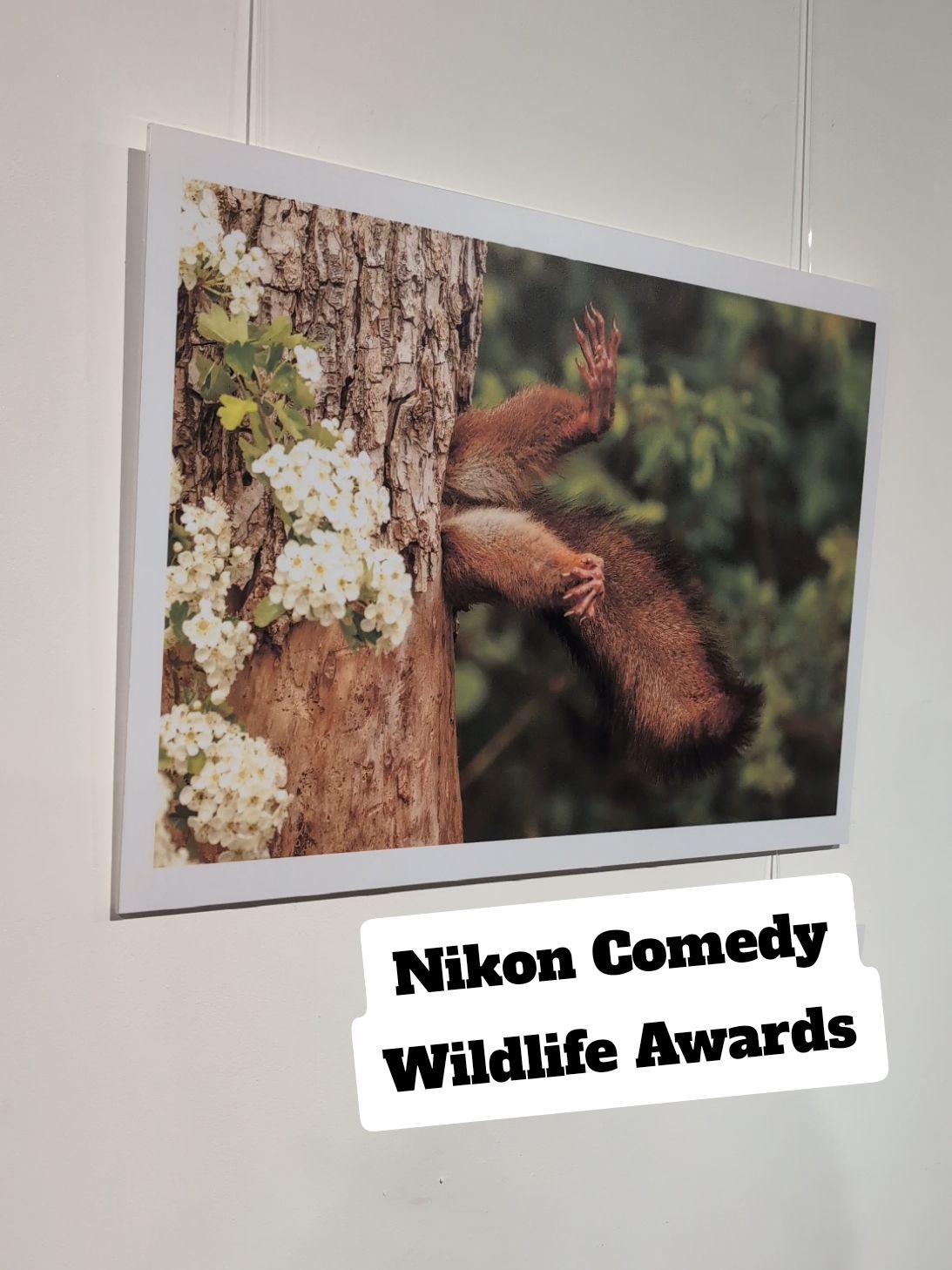 Come with me to the @Nikon Europe Comedy Wildlife Awards – finding the funny side in wildlife photography while supporting conservation causes around the globe. You can check out the winning entries online or see all the finalists in person at the gallery@oxo in London until Dec 15. #wildlifephotography #nikoncomedywildlifeawards 