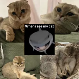 #CapCut #CapCut #foruyou #cattiktok #meow #diva #catsoftiktok #humphrythecat #austria #newyork #cattok #cattrends #catphotography #germany #foryoupage❤️❤️ #katzenauftiktok #katzenvideos #katzen #kitty #spain #sweden🇸🇪 