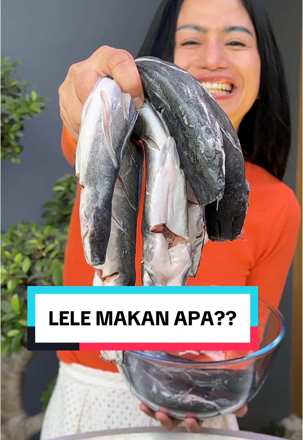 Percobaan bikin Lele Goreng Krispi. Bumbu marinasinya:  Bawang Putih, Ketumbar, Jahe, Kunyit, Garam, Merica, Kaldu Jamur, Jeruk Nipis.  Omay tahu apa yang ada di pikiran Kalian. Apa yang di makan Lele kan?? #faridanurhan #awurawuremplok #serunyaditiktok #foryourpage #fyp #mukbang  Farida Nurhan