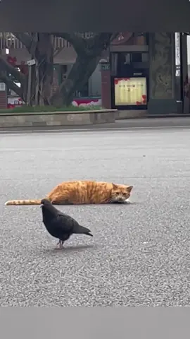 Cat's Bird Catching Tale.#cat #catsoftiktok #catlover #funny #funnyvideos #foryou #fypage #fypツ #funnycat #funnytiktok #cats