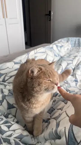 Cat being electrocuted 🤣🤣#tiktok #funnyvideos #cat #usa🇺🇸 