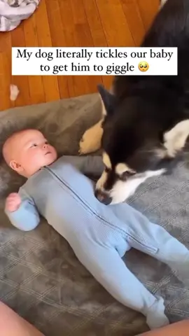 Doggies just trying to sing him a lullaby🫶🫶❤️#usa🇺🇸 #dog #Love #tiktok #bestfriend #fyp #cute #baby 