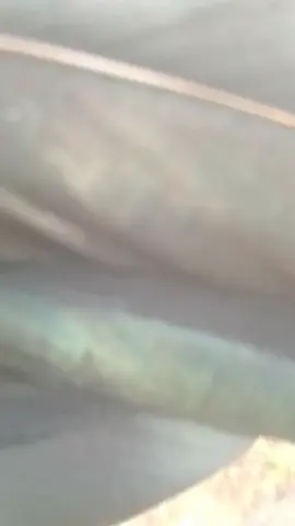 Việt lai à nghe 🤣