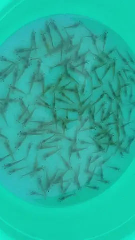 tôm 21 ngày tuổi, tôm vàng chúc mọi người mùa vụ mai mắn! #tôm #nuoitomcongnghecao #nuôitômaobạt 