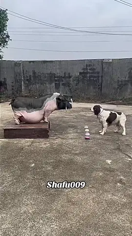 #粉丝一千万#pet#pets#cute#funny  #animals#funnydog#funnyvideos  #foryou#viral#IoI#fyp#fypシ゚ 