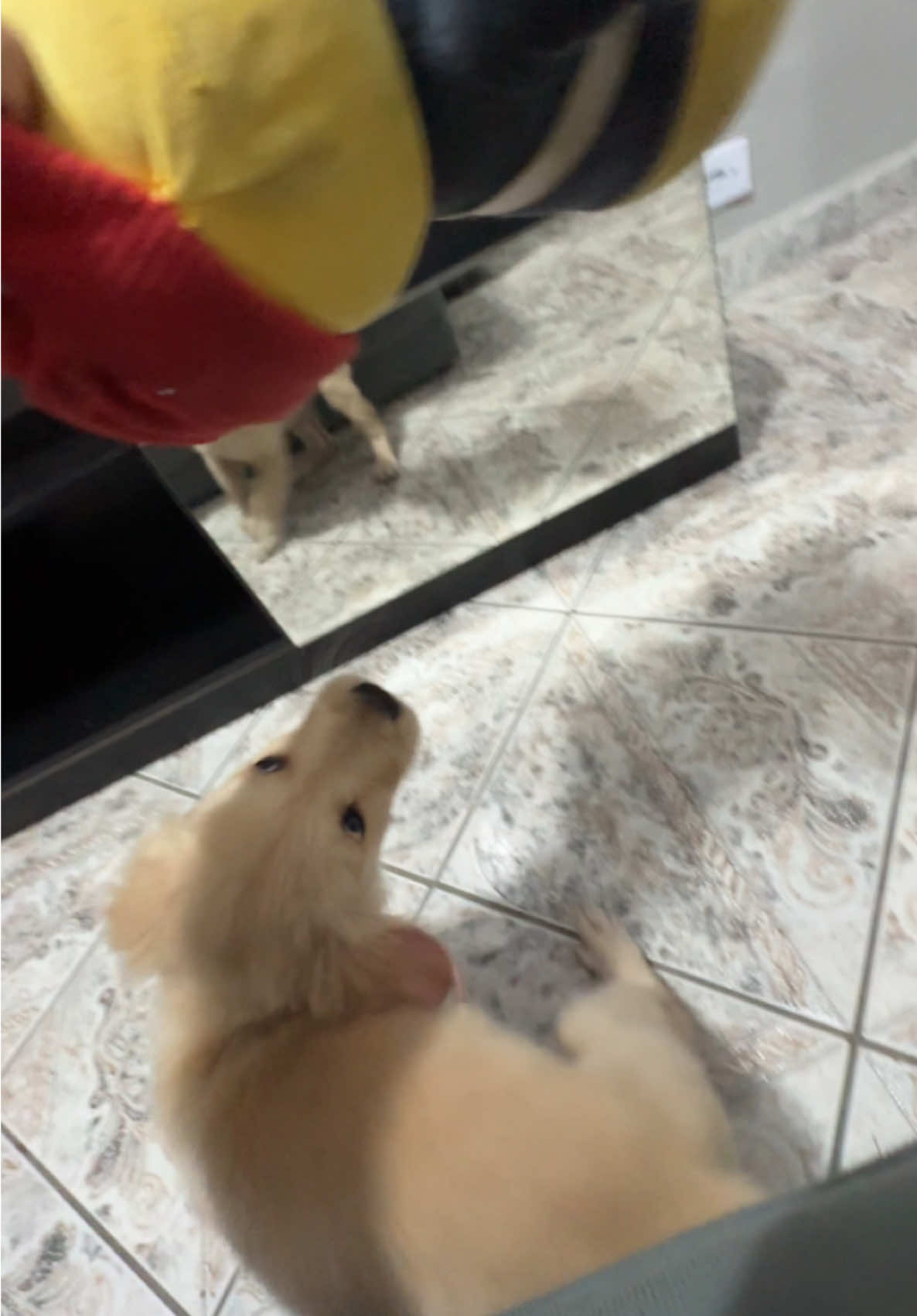 Bom dia Aumigos, acordei hoje muito brava com meu mano Patolino. 🤓🐾💋  #dog #cachorro #dogsoftiktok #goldenretriever #dogs #puppylove #fyp #explore #safiragoldinha 