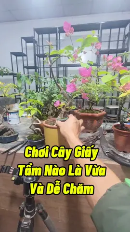Hoa Giấy Tí Hon #hoagiay #cayhoagiaymini #hoagiaytihon #caymini #kichhoa #namxelan90 #lamvuon #trongcay 