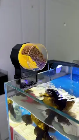 Máy Cho Cá Ăn Tự Động #maychocaan #thuysinh #thuỷsinh #vatlieuloc #shopxuhuong 