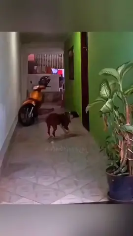 Funny animals 🤣 #pet #cat #dog #cute #animals #foryou #typ