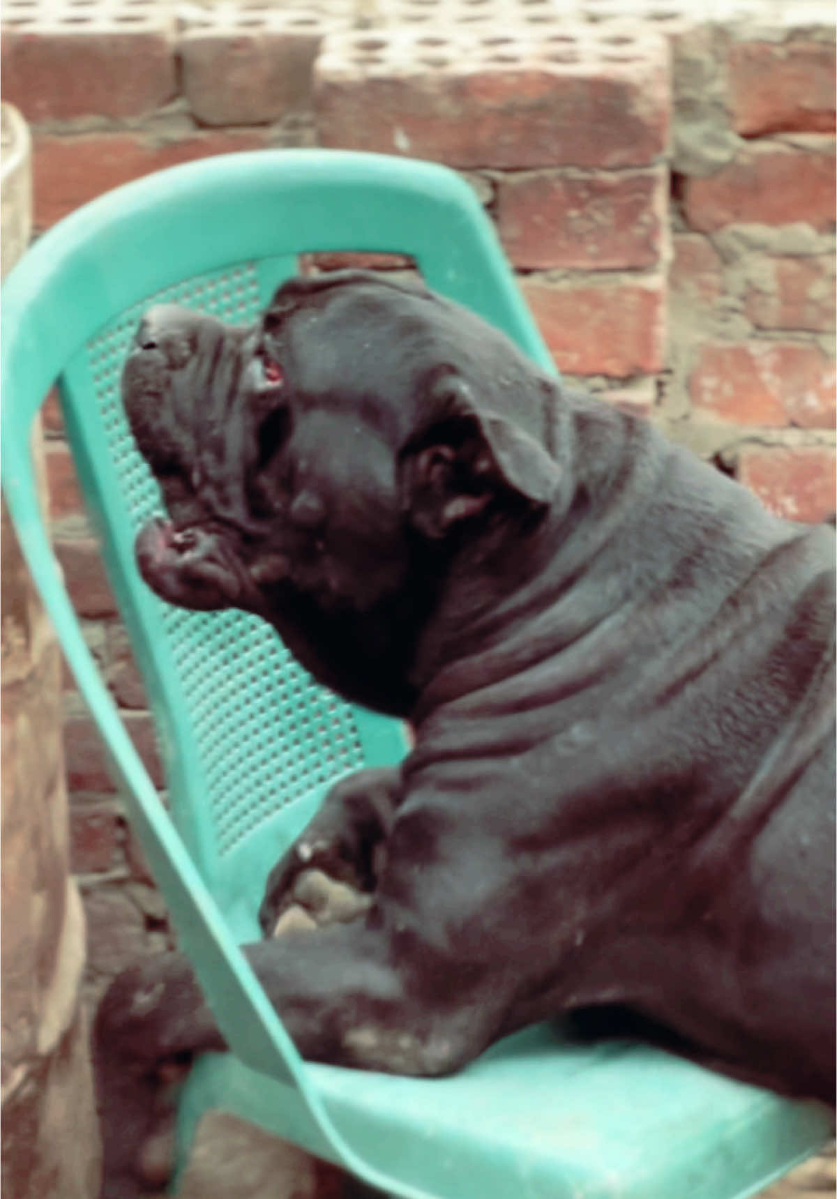 #كلاب_تدريب_شراسه #عين_شمس (موته☠️)