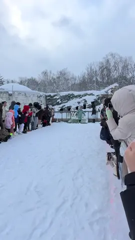 สวนสัตว์อาซาฮิยามะ (Asahiyama Zoo)☃️❄️🐧#ฮอกไกโด #สวนสัตว์อาซาฮิยามะ #เด็ก #นกเพนกวิน#หิมะ #ขึ้นฟีดเถอะ #อากาศติดลบ #ญี่ปุ่น 