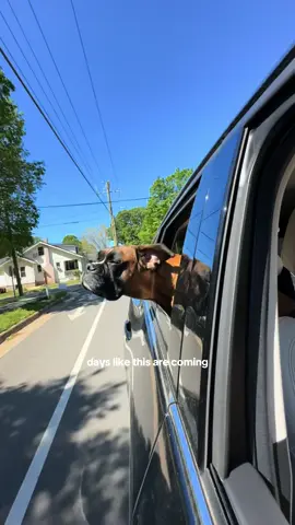 it’s ok to feel both 🫶🏼 #boxersoftiktok #brunotheboxer #dogsoftiktok #dog #Vlogmas #december #holiday #Vlog #winter #cold #Summer 