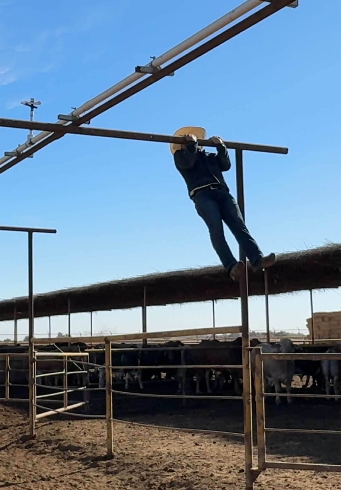 Gym Ranch 🐮