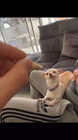 helicopter trick on niki 😂 #chihuahua #nikiozeri #foryou #dog #angrydog #niki 