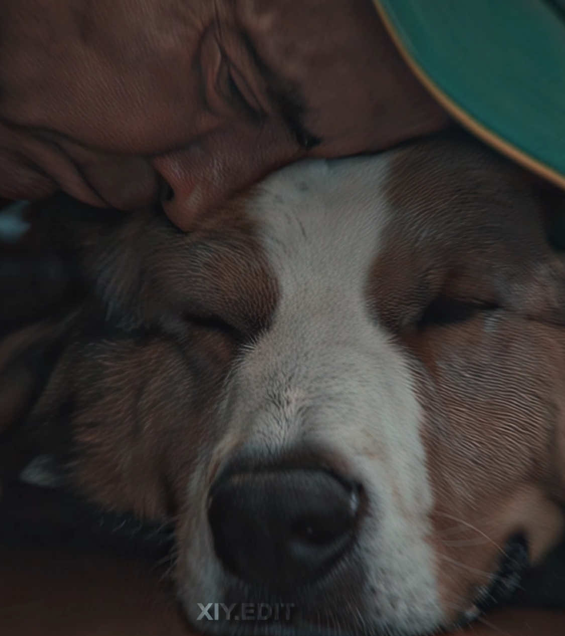 No matter how long it takes,I always recognize you all at once… #movie #edit #fyp #dog #bossdog #bailey #adogsjourney 