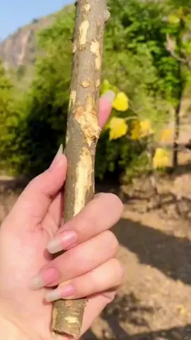 Timber da danda on Top trend😂🌶️😎#kashmiri #rawalakotimasairni #kashmirigroup #standwithkasmir 