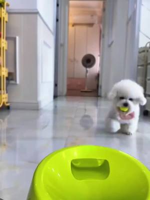 Dog Toys Tennis Ball Launcher Automatic Throwing Machine Pet Ball Thrower Dog Interactive Toy