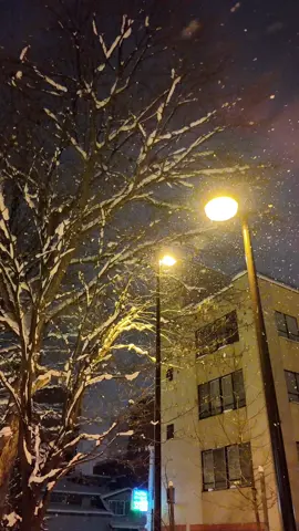 Asahikawa hokkaido #asahikawa #hokkaido  #snow  #christmas  #winter  #japan 