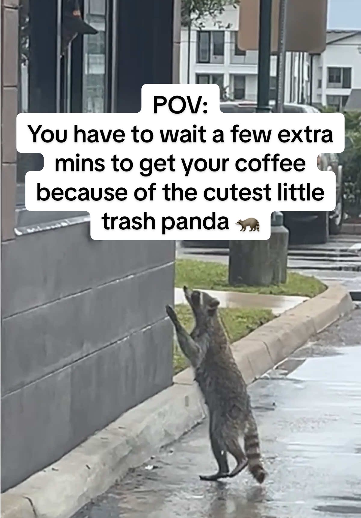 I wanted to adopt him and become his new mommy but my husband said no 💔😭  #trashpanda #runningondonuts #animalsoftiktok #raccoonsoftiktok #cutestcustomer #donuts #munchkins @Dunkin' 