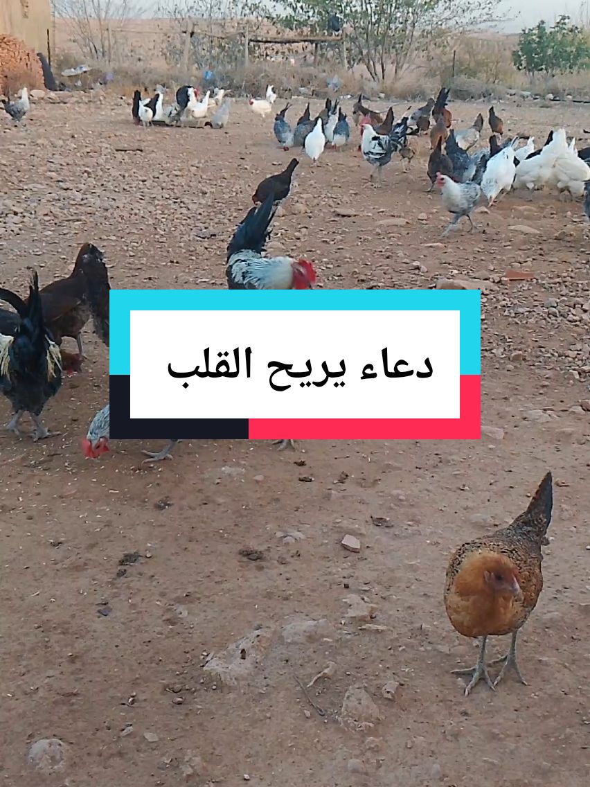 دعاء يريح القلب #دعاء_يريح_القلوب #الهم_صلي_على_محمد_وأل_محمد #شعب_الصيني_ماله_حل😂😂 #المغرب🇲🇦تونس🇹🇳الجزائر🇩🇿 #فرنسا🇨🇵_بلجيكا🇧🇪_المانيا🇩🇪_اسبانيا🇪🇸 