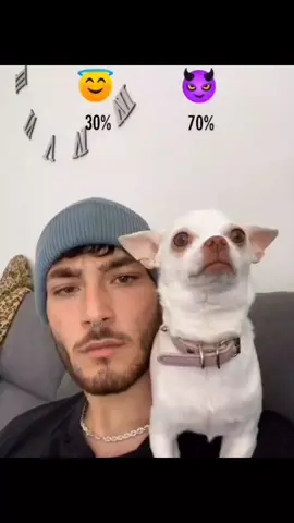 nikki is an angel 😂 #pet #foryou #PetsOfTikTok #fypシ #chihuahua #dog 