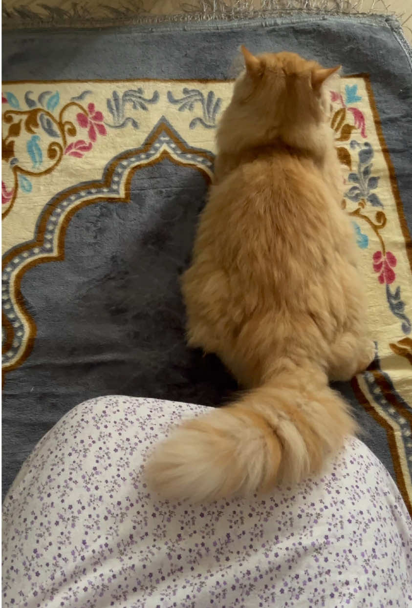 Prayer time for Sister Minnie and Winnie #cats #cat #funnycats #funnycat #catsoftiktok #catlife #catlovers #kitten #funny #muslimtiktok #muslim #catlovers #orangecat #persiancat 
