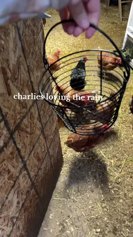 this rain is making everything a muddy mess #chickencoop #crazychickenlady #chickens 