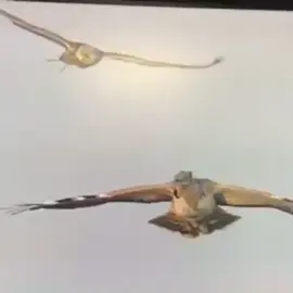 #البر #صيد #اكسبلوررررر #الحباري#الصقر#fyp 