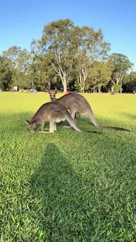 I still love them though 😂❤️🥰🦘#australia #ecolodge #kangaroos #kangaroo #byronbay #everglades #males
