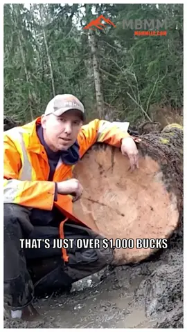 241206_1.2_LOGGING TIMBERS