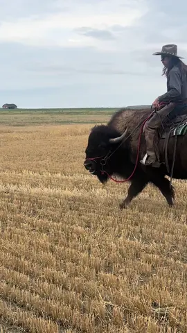 Its all about the money shots #buffalo #bison #buffalorider #guyonabuffalo #cowboys #winning 